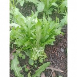 Roquette Botte Bio (+-125gr)