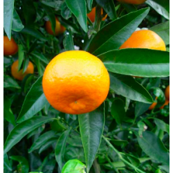 Mandarines "PRIMOSOLLE" -...