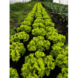 Salade Frisé Verte