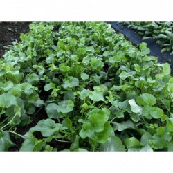 Cresson en botte Bio (+-125gr)