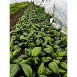 Epinards  Grandes Feuilles...