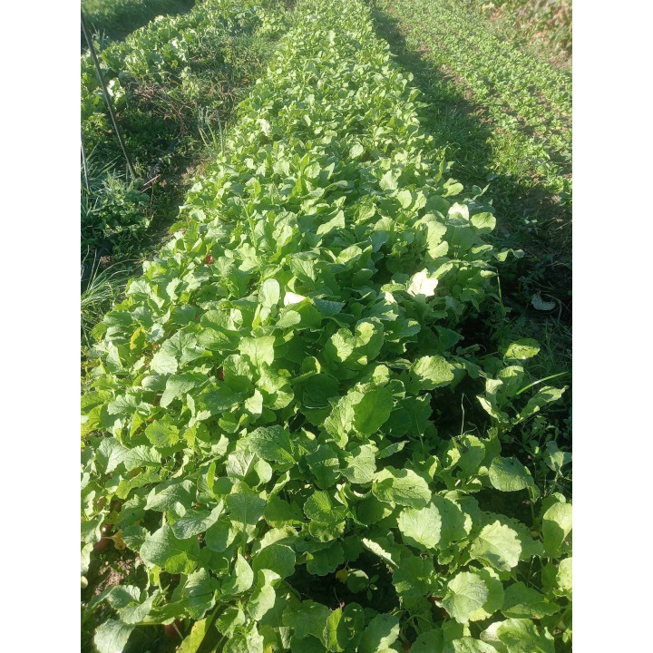 Radis Botte Bio (+-300gr)