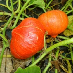 Potimarron (+-1,5kg) Bio