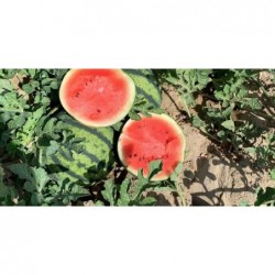 Pastèque Bio (+-2,5kg)
