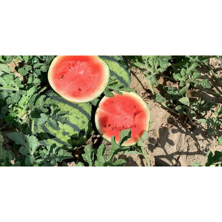 Pastèque Bio (+-2,5kg)