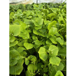 Pourpier Botte Bio (+-125gr)