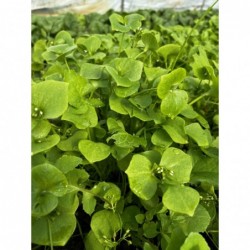 Pourpier Botte Bio (+-125gr)