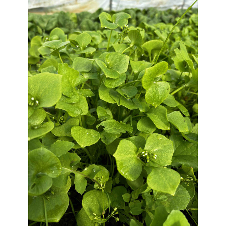 Pourpier Botte Bio (+-125gr)