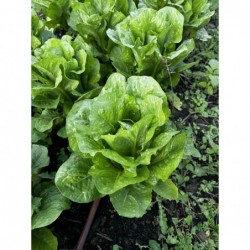 Laitue Romaine Bio (pièce) 