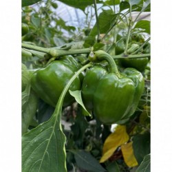 Poivrons Vert Bio...