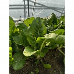 Pak Choi Boi (pièce)