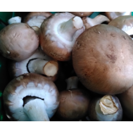 Champignons - CHATAIGNE - BIO - 250g - BE