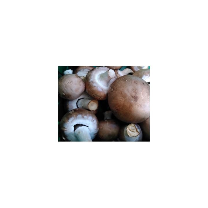 Champignons - CHATAIGNE - BIO - 250g - BE
