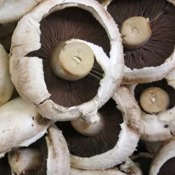 Champignons - DE PARIS -...