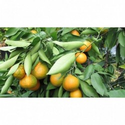 Mandarines "OKITSU" - 1kg -...