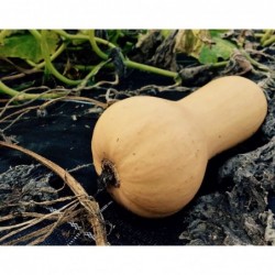 Butternut Bio (+-1,5kg)