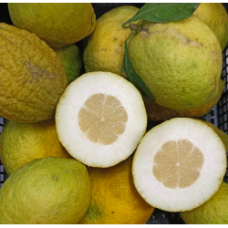 Citron CEDRAT - 1kg - BIO - ES