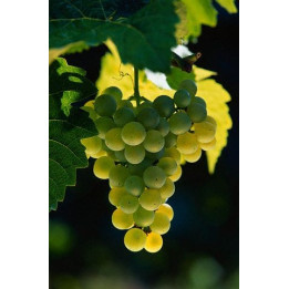 Raisin blanc ITALIA - 1kg - BIO - IT