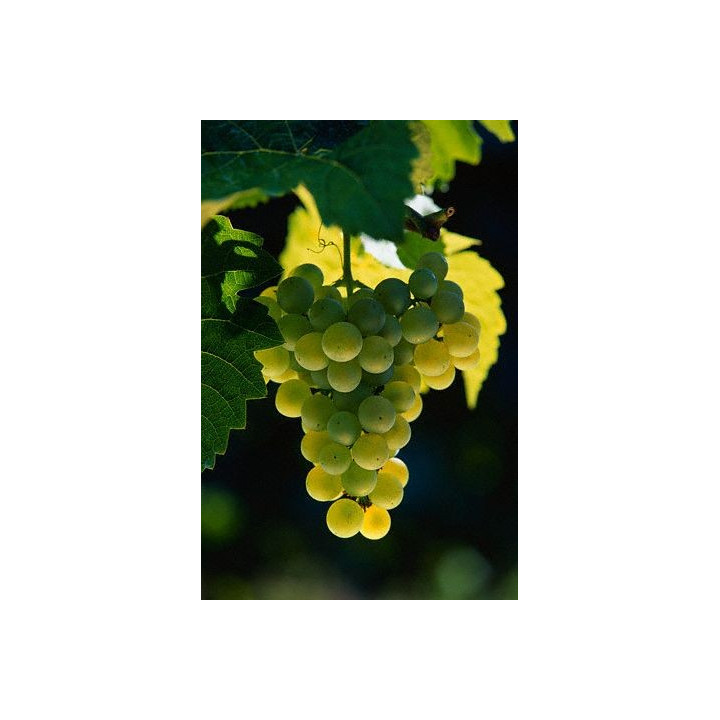 Raisin blanc ITALIA - 1kg - BIO - IT