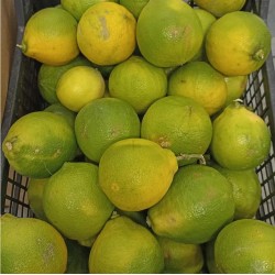 Bergamote - 1kg - BIO -  IT