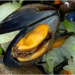 Moules de Zélande - Jumbo - 1kg