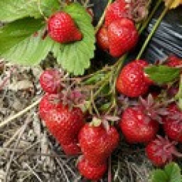 Sirop de fraises - 780 ml