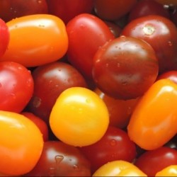 Tomates ananas -  - 1kg