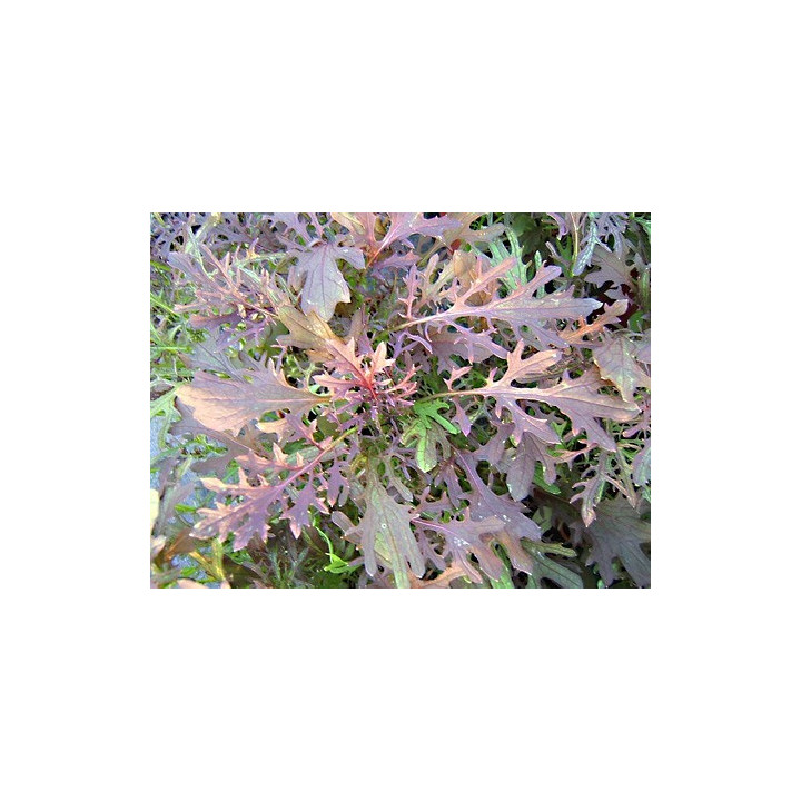 Feuille moutarde rouge/Rode mosterdblad - 100g