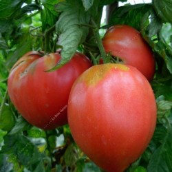 Tomates rose de Berne 1 kg