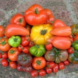 Tomates noire de crimée  -...