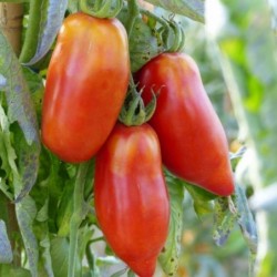 Tomates cornues des Andes -...
