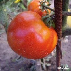 SURGELÉ Purée tomates - 850 ml