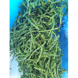 Salicone - 100g