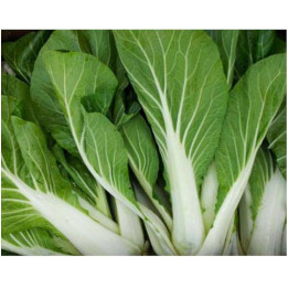 Pak Choi Boi (pièce)