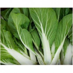 Pak Choi Boi (pièce)
