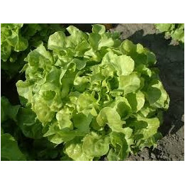 Laitue feuille de chêne verte Bio