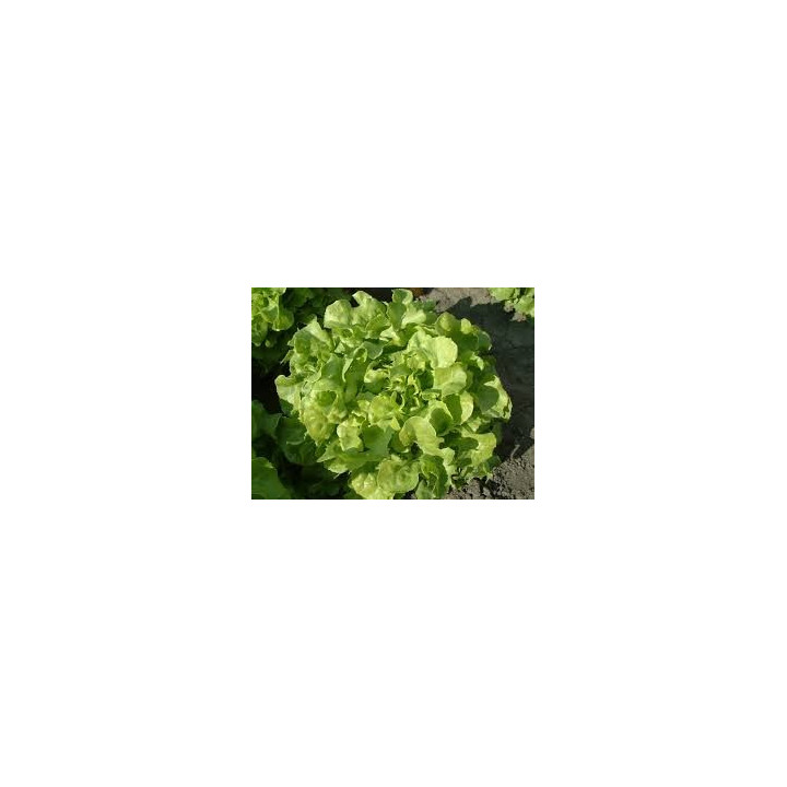 Laitue feuille de chêne verte Bio