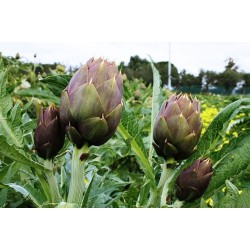 Artichaut  GROS - 1pcs -...