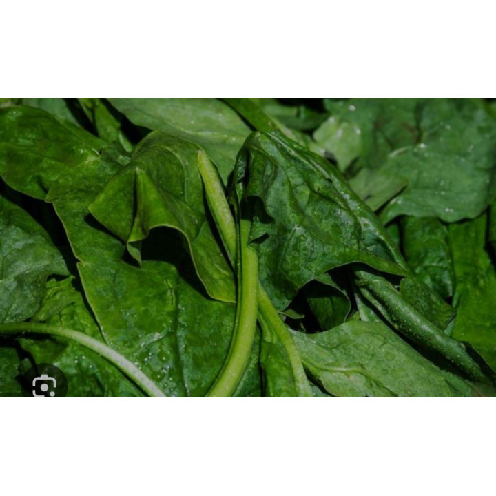 Scarole bio