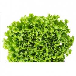 Salade verte bio