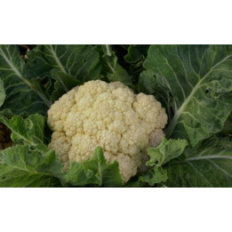 Chou fleur BIO