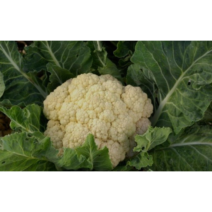 Chou fleur BIO