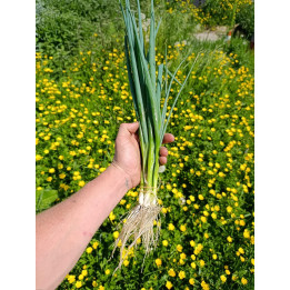 Oignons Ciboulle Botte Bio (+-200gr) 