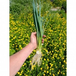 Oignons Ciboulle Botte Bio...