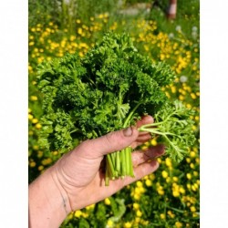Persil Frisé Botte Bio...