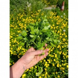 Persil Plat Bio (+- 125gr)