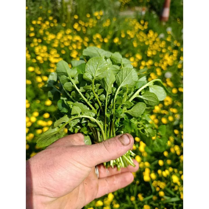 Cresson en botte Bio (+-125gr)