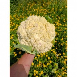 CHOU FLEUR BIO +- 750/900gr 