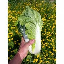 Chou Chinois Bio +-350/400gr