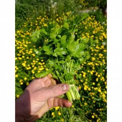 Coriandre botte Bio (+-125gr)